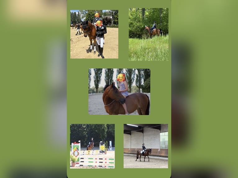 Welsh-B Stute 16 Jahre 138 cm Brauner in Leverkusen