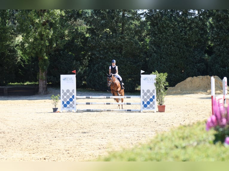 Welsh-B Stute 16 Jahre 138 cm Brauner in Leverkusen