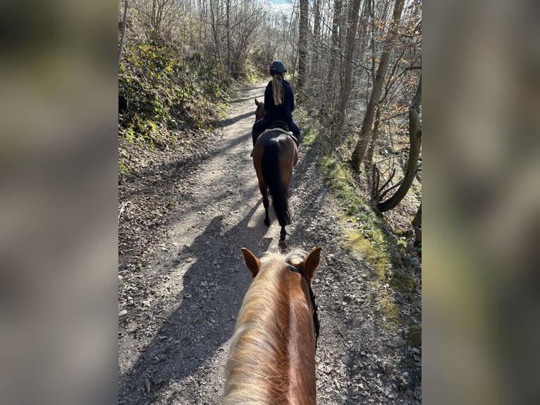 Welsh-B Stute 16 Jahre 138 cm Brauner in Leverkusen