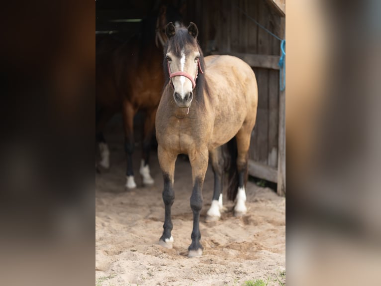 Welsh-B Stute 16 Jahre 138 cm Falbe in Uehlfeld