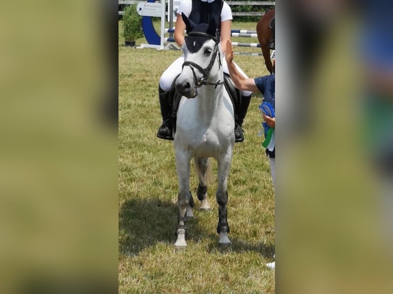 Welsh-B Stute 16 Jahre 145 cm Schimmel in Aachen