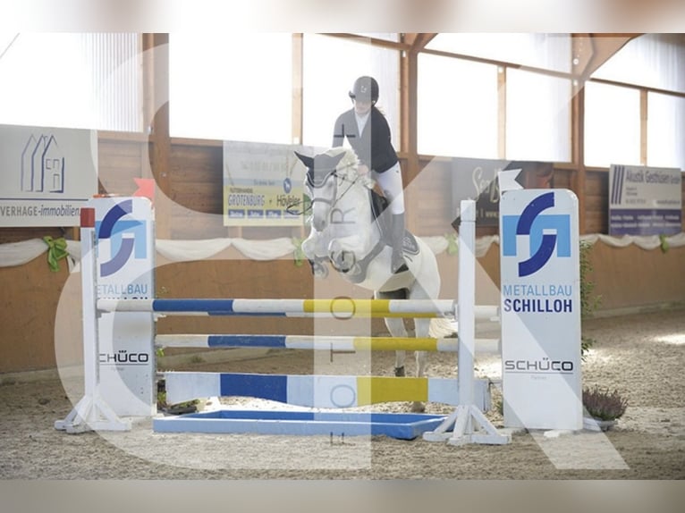 Welsh-B Stute 16 Jahre 145 cm Schimmel in Aachen