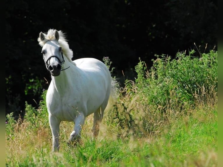 Welsh-B Stute 16 Jahre 145 cm Schimmel in Aachen