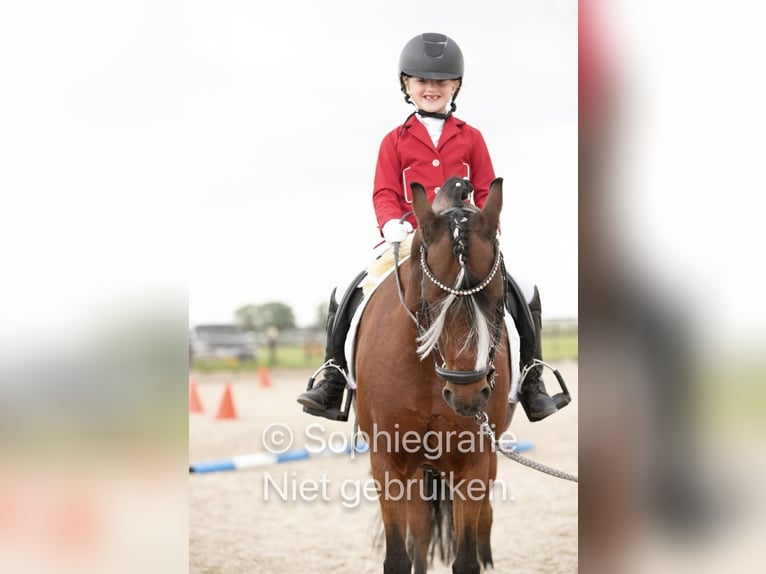 Welsh-B Stute 16 Jahre Brauner in Leiderdorp