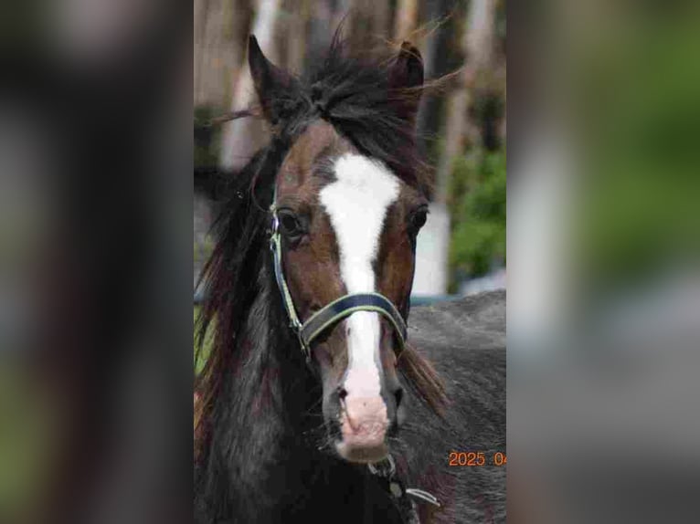 Welsh-B Stute 17 Jahre 120 cm Brauner in Herzberg