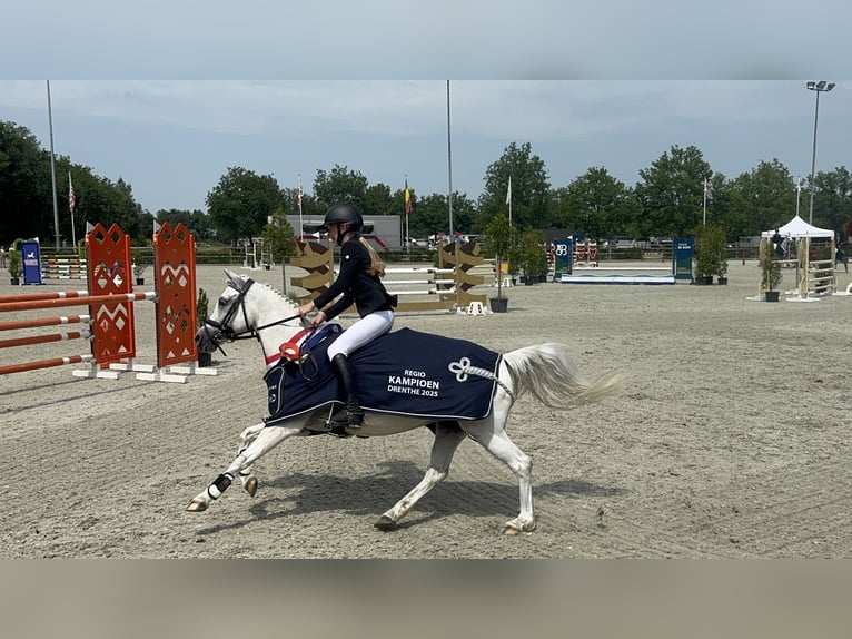 Welsh-B Stute 17 Jahre 127 cm Schimmel in Havelte