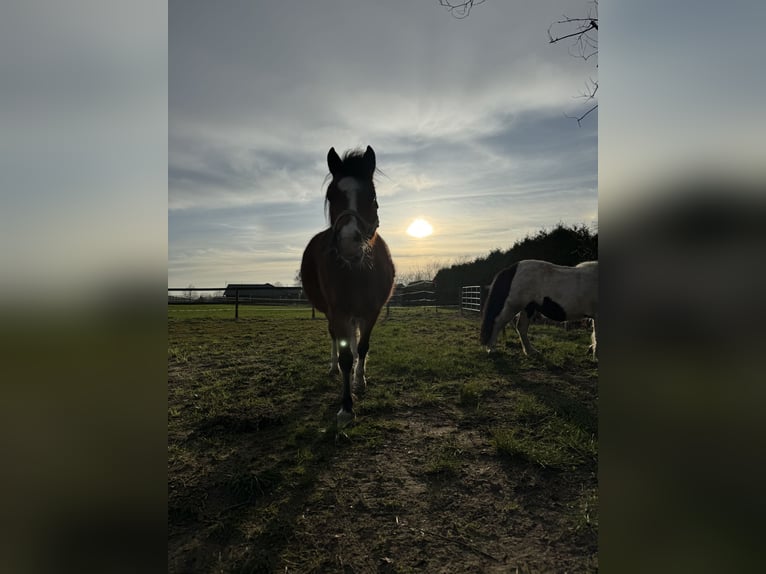 Welsh-B Mix Stute 17 Jahre in Schürensöhlen