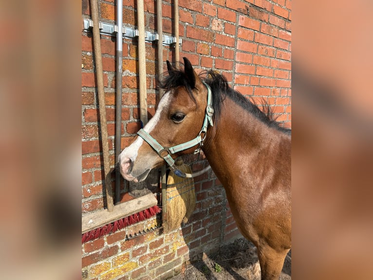 Welsh-B Mix Stute 17 Jahre in Schürensöhlen