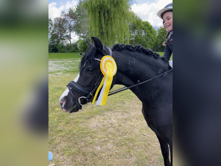 Welsh-B Stute 18 Jahre 125 cm  in Hürth