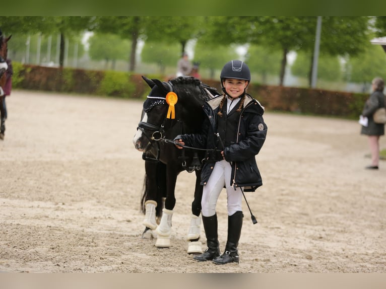Welsh-B Stute 18 Jahre 125 cm  in Hürth