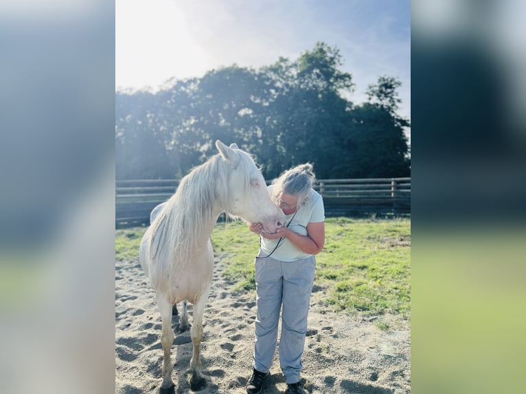 Welsh-B Mix Stute 18 Jahre 140 cm White in Lorp-Sentaraille
