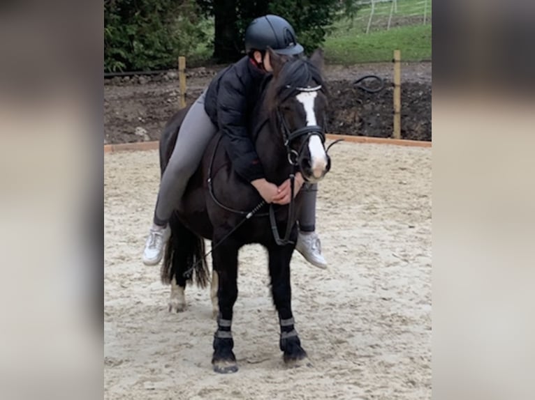 Welsh-B Stute 19 Jahre 129 cm Rappe in Gründau