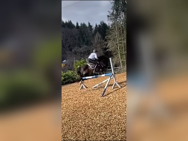Welsh-B Stute 19 Jahre 129 cm Rappe in Gründau