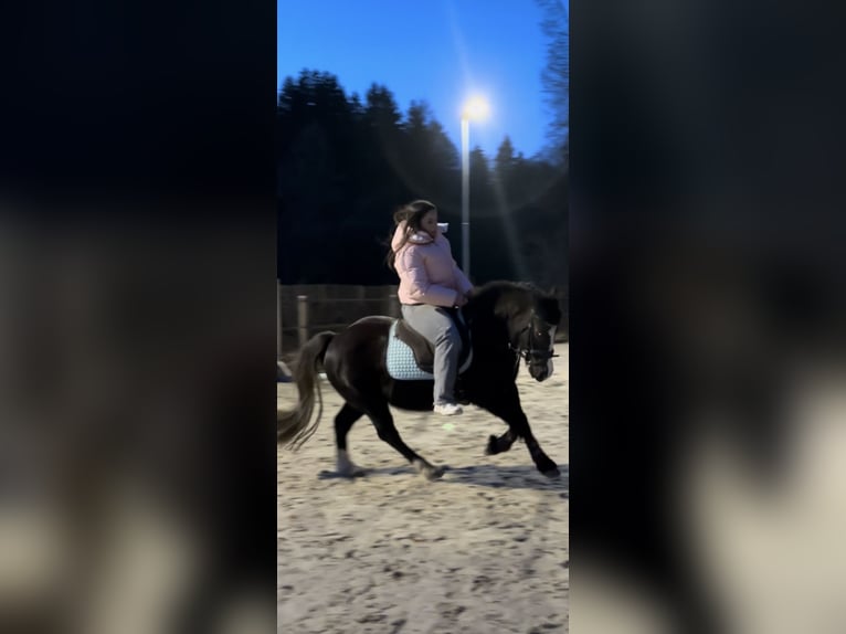 Welsh-B Stute 19 Jahre 129 cm Rappe in Gründau