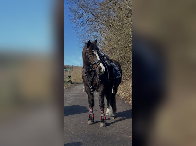Welsh-B Stute 19 Jahre 129 cm Rappe in Gründau