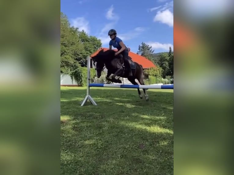 Welsh-B Stute 19 Jahre 129 cm Rappe in Gründau