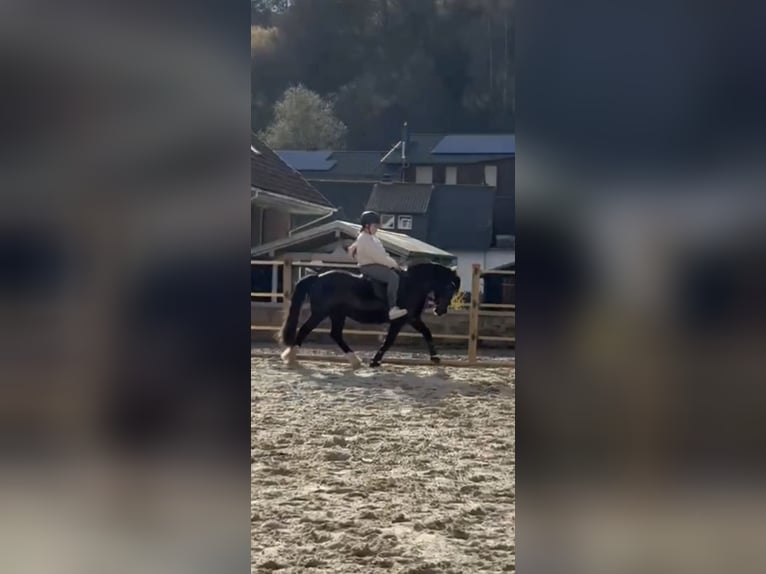 Welsh-B Stute 19 Jahre 129 cm Rappe in Gründau