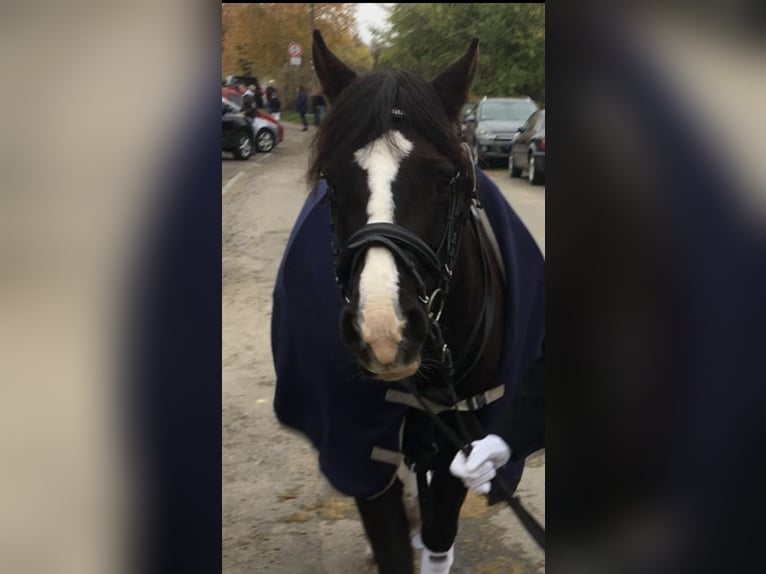 Welsh-B Stute 19 Jahre 129 cm Rappe in Gründau