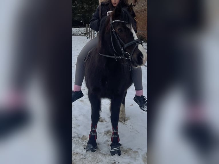 Welsh-B Stute 19 Jahre 129 cm Rappe in Gründau
