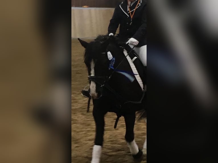 Welsh-B Stute 19 Jahre 129 cm Rappe in Gründau