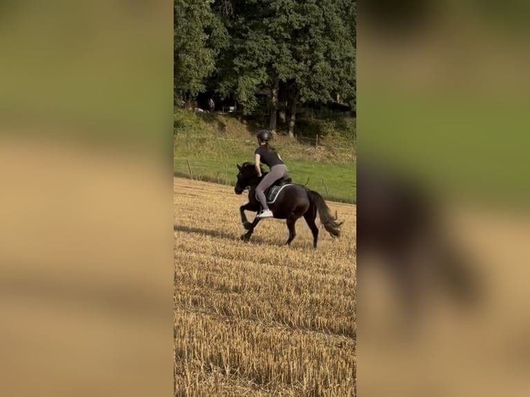 Welsh-B Stute 19 Jahre 129 cm Rappe in Gründau