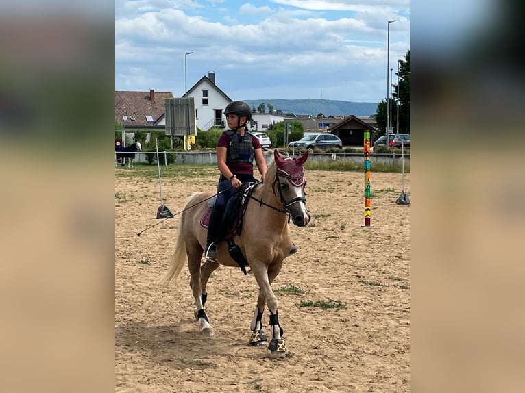 Welsh-B Stute 19 Jahre 130 cm Palomino in Schwäbisch Gmünd