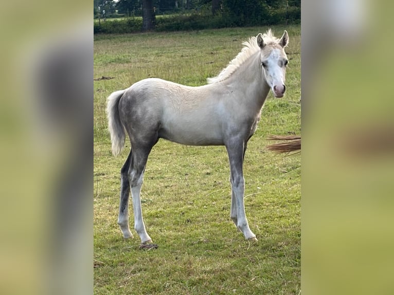 Welsh-B Stute 19 Jahre 132 cm Fuchs in Großefehn Ostgroßefehn