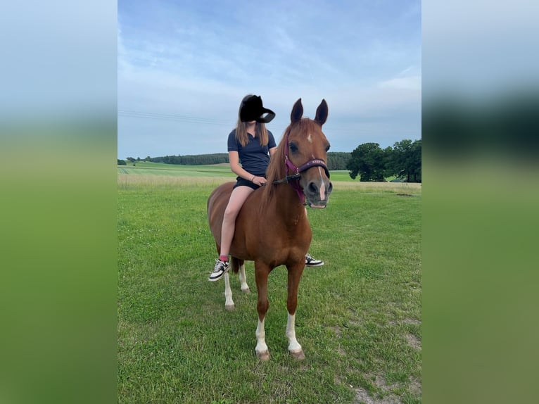 Welsh-B Stute 19 Jahre 140 cm Fuchs in Schwarzenbach