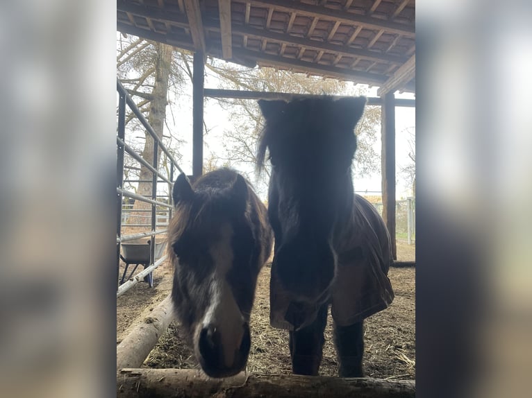 Welsh-B Mix Stute 1 Jahr 110 cm Buckskin in Bad Wurzach