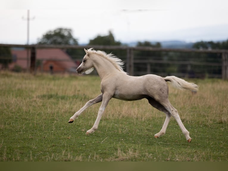 Welsh-B Stute 1 Jahr 135 cm Palomino in FierlingKremsmünster