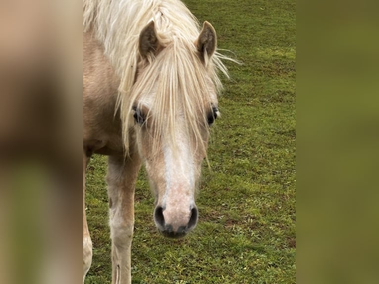 Welsh-B Stute 1 Jahr 135 cm Palomino in FierlingKremsmünster