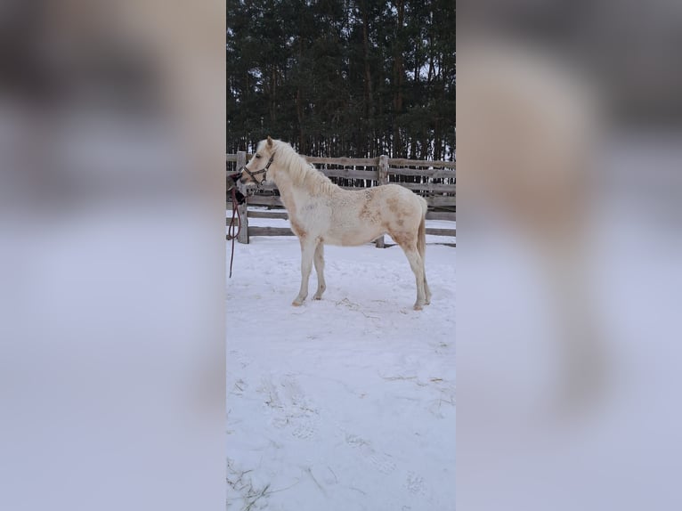 Welsh-B Mix Stute 1 Jahr 135 cm Palomino in Ryńsk