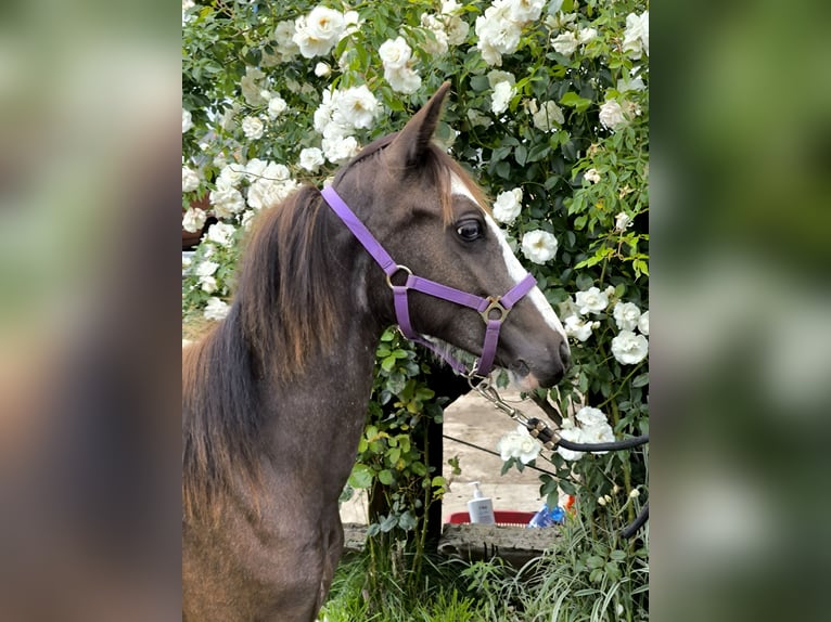 Welsh-B Stute 1 Jahr Buckskin in Zawada