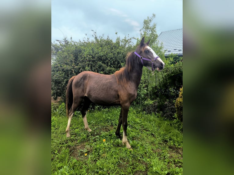 Welsh-B Stute 1 Jahr Buckskin in Zawada