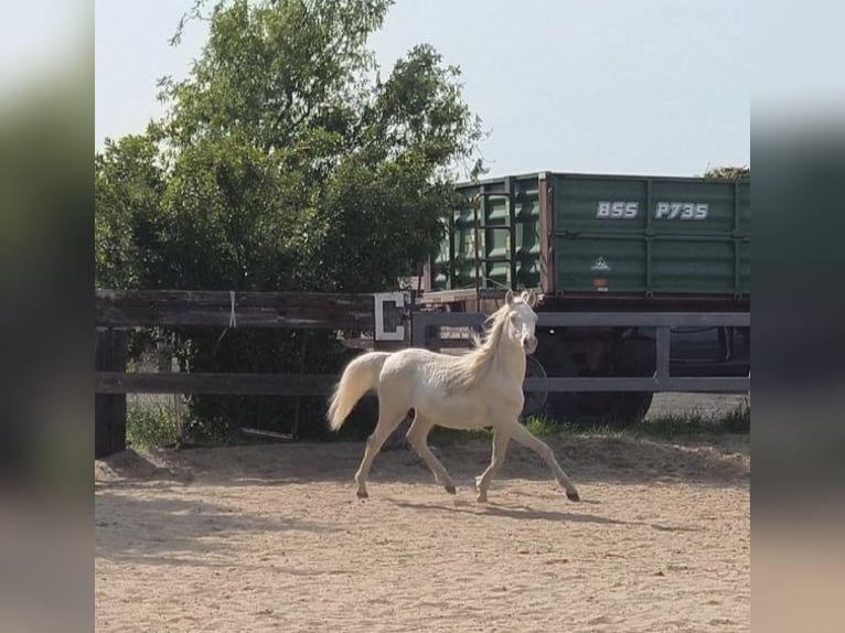 Welsh-B Stute 1 Jahr Cremello in Zawada