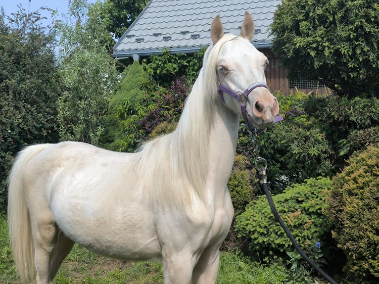 Welsh-B Stute 1 Jahr Cremello in Zawada