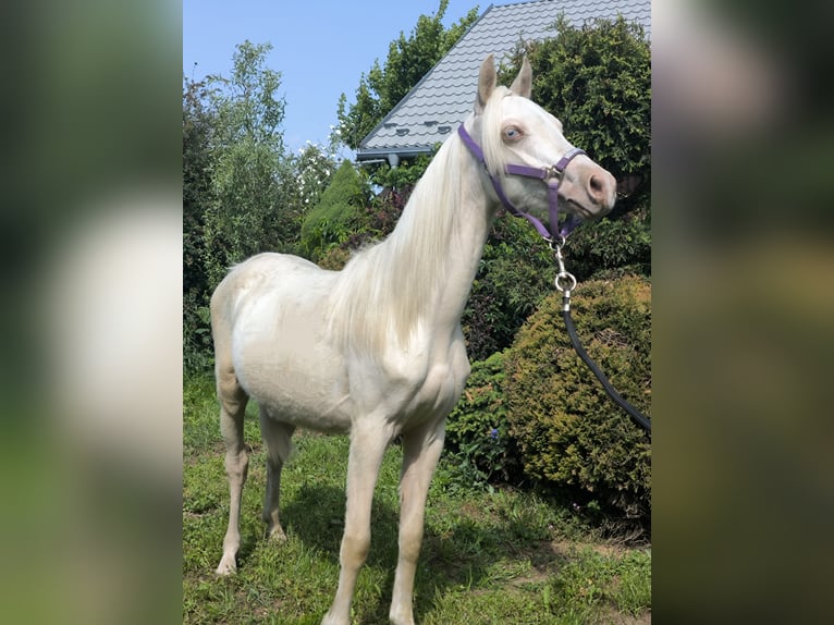 Welsh-B Stute 1 Jahr Cremello in Zawada