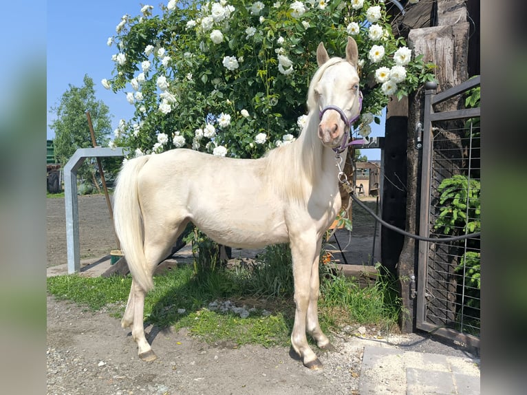 Welsh-B Stute 1 Jahr Cremello in Zawada