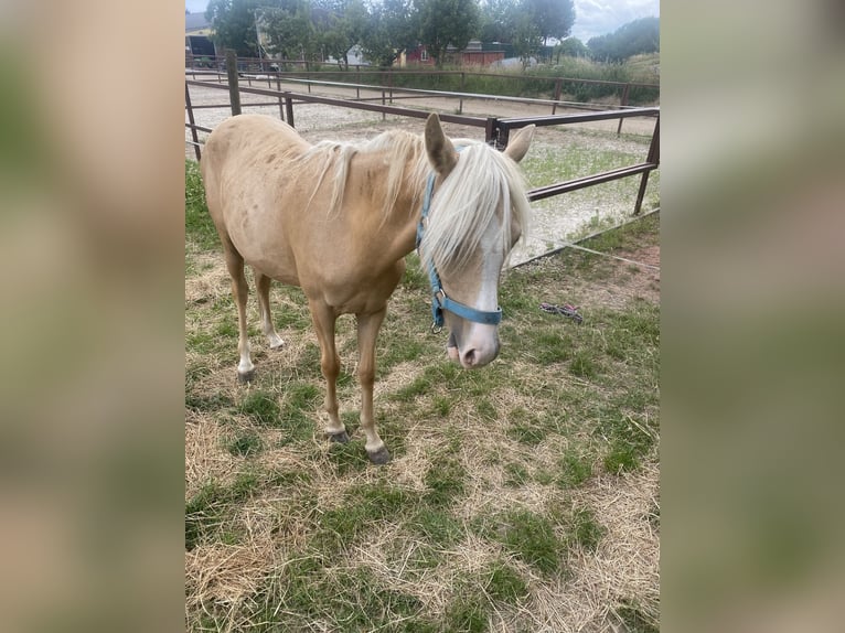 Welsh-B Stute 1 Jahr Palomino in Waldwisse