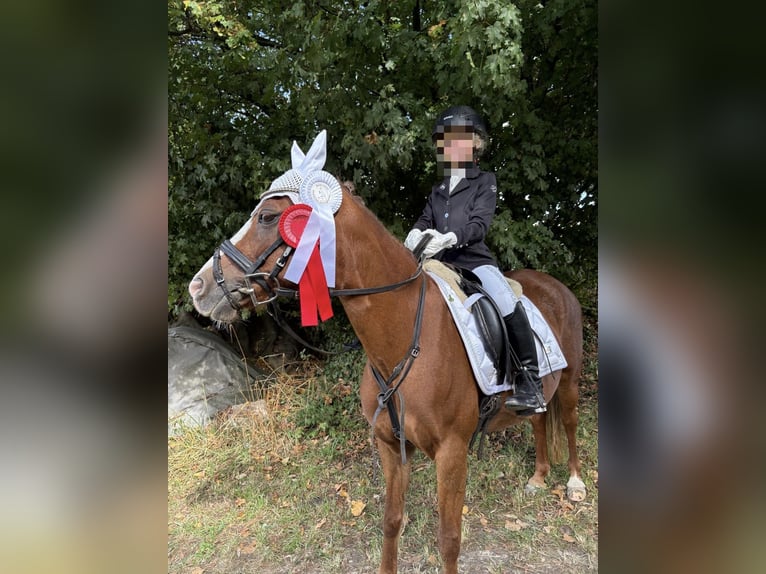 Welsh-B Stute 21 Jahre 128 cm Dunkelfuchs in Espelkamp