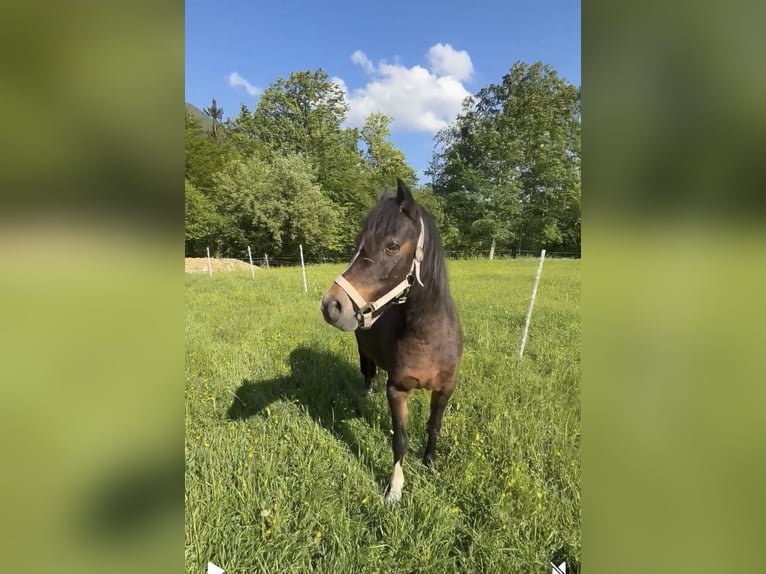 Welsh-B Stute 21 Jahre 130 cm Dunkelbrauner in TambergauHinterstoder