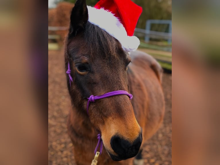 Welsh-B Stute 21 Jahre 133 cm Brauner in Hillesheim