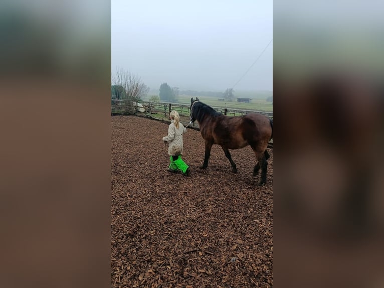 Welsh-B Stute 21 Jahre 133 cm Brauner in Hillesheim