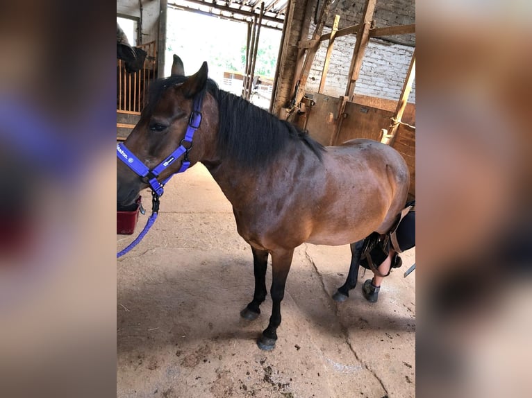 Welsh-B Stute 21 Jahre 133 cm Brauner in Hillesheim