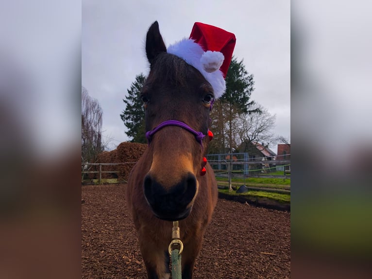 Welsh-B Stute 21 Jahre 133 cm Brauner in Hillesheim