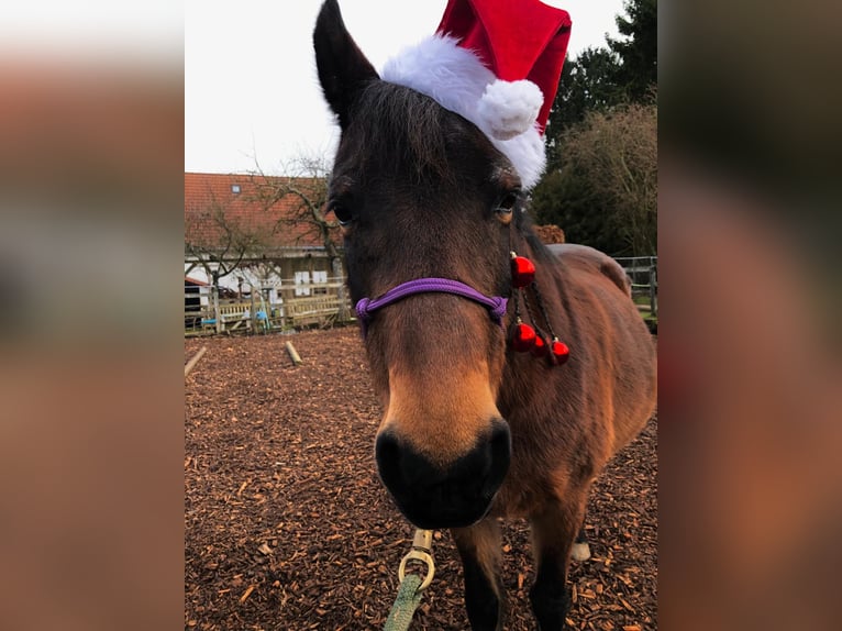 Welsh-B Stute 21 Jahre 133 cm Brauner in Hillesheim