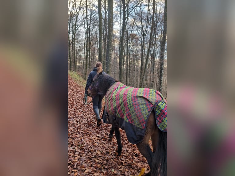 Welsh-B Stute 21 Jahre 133 cm Brauner in Hillesheim