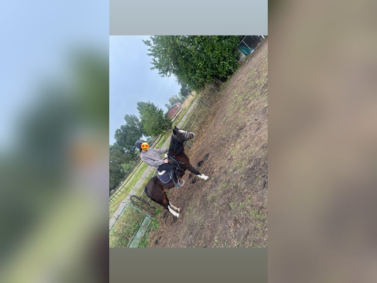 Welsh-B Stute 24 Jahre 120 cm Brauner in Arnhem