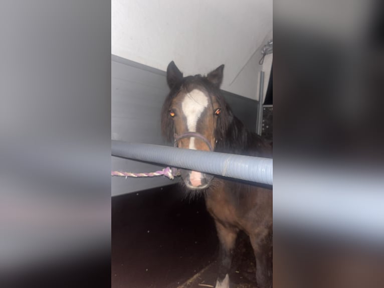 Welsh-B Stute 24 Jahre 120 cm Brauner in Arnhem