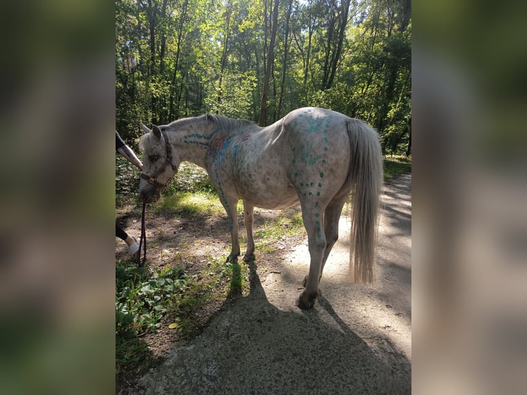 Welsh-B Mix Stute 25 Jahre 135 cm Braunfalbschimmel in Bleckede